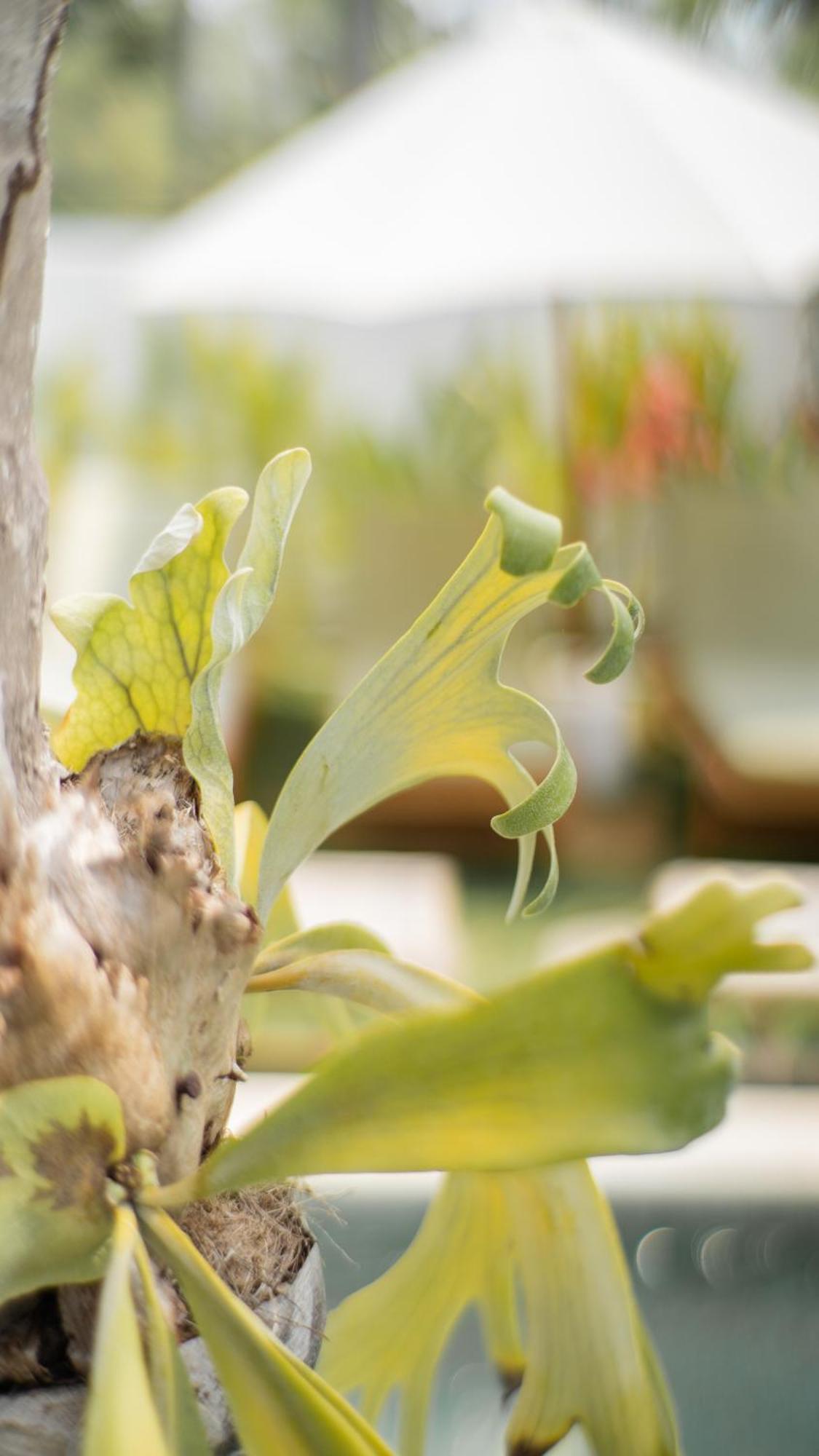 شقة Nucifera Kuta  المظهر الخارجي الصورة